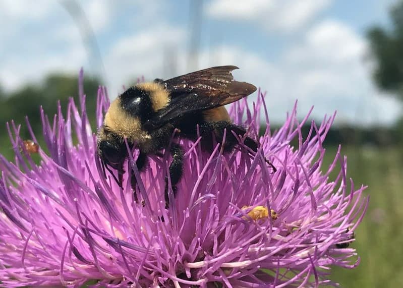 The Xerces Society For Invertebrate Conservation